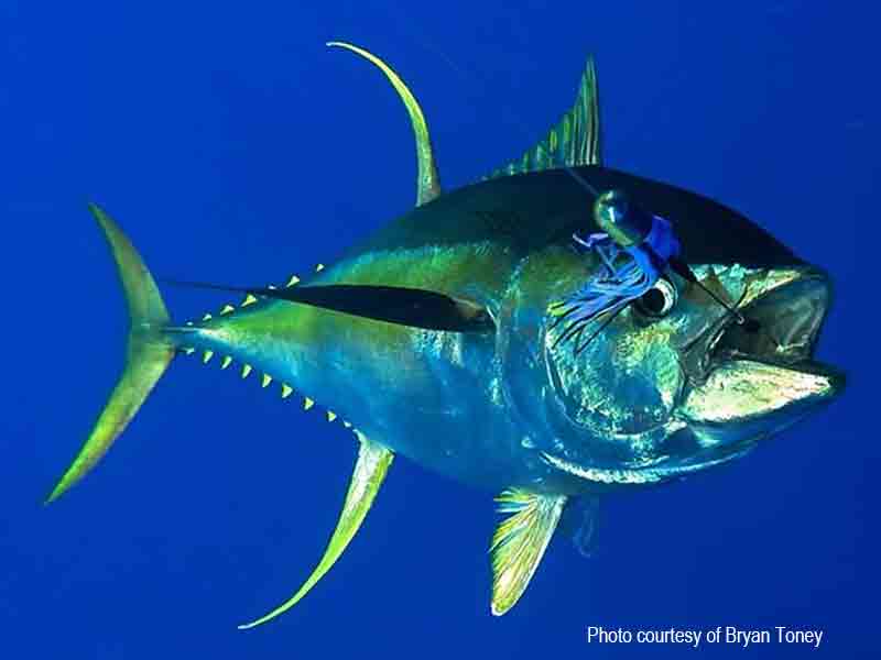 Hawaiian Big Game Trolling Lures Tuna/Marlin ( MF-7WK)