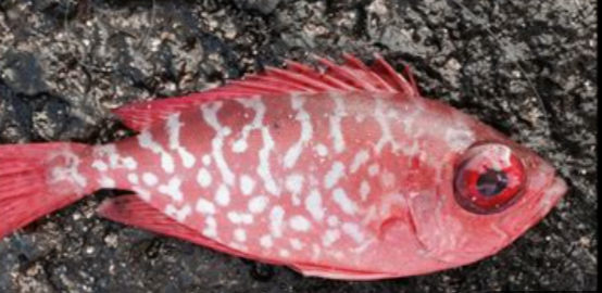 Bomboy Lures, Scoop