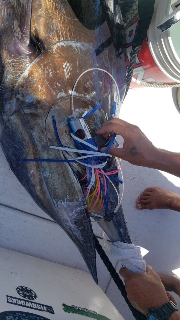 Bomboy Lures-Coming June 26 2023! Pre Order Now! Don't Le ave it to Chance! Bomboy Scarface - See the Proof!-New Lures